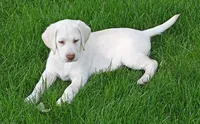 White female 569, a female Labrador Retriever for sale in Columbia Station, OH – 8 of 10