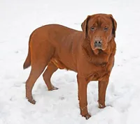 Fox red male 464, a male Labrador Retriever for sale in Columbia Station, OH – Photo 7 of 9