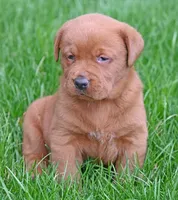 Fox red male 464, a male Labrador Retriever for sale in Columbia Station, OH – Photo 3 of 9