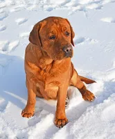 Fox red male 464, a male Labrador Retriever for sale in Columbia Station, OH – Photo 9 of 9