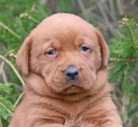 Fox red male 464, a male Labrador Retriever for sale in Columbia Station, OH – Photo 1 of 9