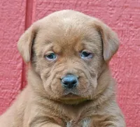 Fox red male 464, a male Labrador Retriever for sale in Columbia Station, OH – Photo 2 of 9