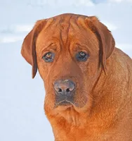 Fox red male 464, a male Labrador Retriever for sale in Columbia Station, OH – Photo 8 of 9
