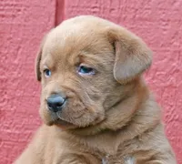 Fox red male 464, a male Labrador Retriever for sale in Columbia Station, OH – Photo 4 of 9