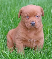 Fox red male 464, a male Labrador Retriever for sale in Columbia Station, OH – Photo 5 of 9