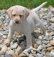 Yellow female 253, a female Labrador Retriever for sale in Columbia Station, OH – Photo 3 of 10