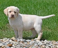 Yellow female 253, a female Labrador Retriever for sale in Columbia Station, OH – Photo 2 of 10