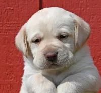 Yellow female 253, a female Labrador Retriever for sale in Columbia Station, OH – Photo 9 of 10