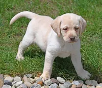 Yellow female 253, a female Labrador Retriever for sale in Columbia Station, OH – Photo 4 of 10