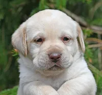 Yellow female 253, a female Labrador Retriever for sale in Columbia Station, OH – Photo 8 of 10