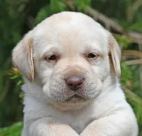 Yellow female 253, a female Labrador Retriever for sale in Columbia Station, OH – Photo 10 of 10