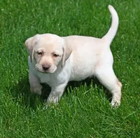 Yellow female 253, a female Labrador Retriever for sale in Columbia Station, OH – Photo 5 of 10