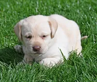Yellow female 253, a female Labrador Retriever for sale in Columbia Station, OH – Photo 7 of 10