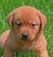 Fox red female 902, a female Labrador Retriever for sale in Columbia Station, OH – Photo 1 of 5