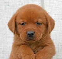 Fox red female 902, a female Labrador Retriever for sale in Columbia Station, OH – Photo 3 of 5