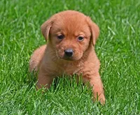 Fox red female 902, a female Labrador Retriever for sale in Columbia Station, OH – Photo 4 of 5