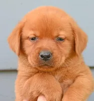 Fox red female 902, a female Labrador Retriever for sale in Columbia Station, OH – Photo 2 of 5