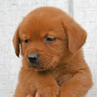 Fox red female 902, a female Labrador Retriever for sale in Columbia Station, OH – Photo 5 of 5