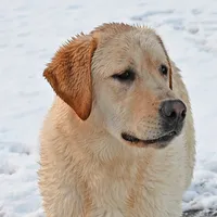 Tucker, a male Labrador Retriever for sale in Columbia Station, OH – Photo 3 of 9