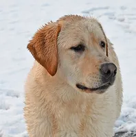 Tucker, a male Labrador Retriever for sale in Columbia Station, OH – Photo 3 of 9