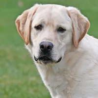 Tucker, a male Labrador Retriever for sale in Columbia Station, OH – Photo 1 of 9