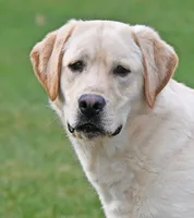 Tucker, a male Labrador Retriever for sale in Columbia Station, OH – Photo 1 of 9