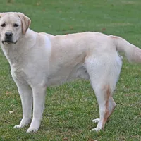 Tucker, a male Labrador Retriever for sale in Columbia Station, OH – Photo 6 of 9