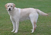 Tucker, a male Labrador Retriever for sale in Columbia Station, OH – Photo 6 of 9