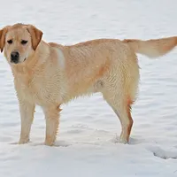 Tucker, a male Labrador Retriever for sale in Columbia Station, OH – Photo 7 of 9