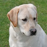 Tucker, a male Labrador Retriever for sale in Columbia Station, OH – Photo 4 of 9
