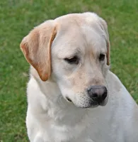 Tucker, a male Labrador Retriever for sale in Columbia Station, OH – Photo 4 of 9