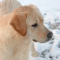 Tucker, a male Labrador Retriever for sale in Columbia Station, OH – Photo 8 of 9