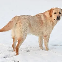 Tucker, a male Labrador Retriever for sale in Columbia Station, OH – Photo 5 of 9
