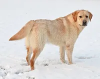 Tucker, a male Labrador Retriever for sale in Columbia Station, OH – Photo 5 of 9
