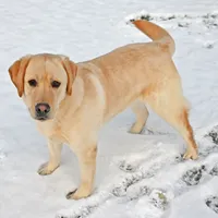 Tucker, a male Labrador Retriever for sale in Columbia Station, OH – Photo 2 of 9