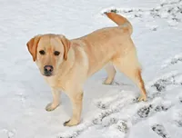 Tucker, a male Labrador Retriever for sale in Columbia Station, OH – Photo 2 of 9