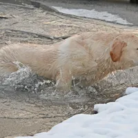 Tucker, a male Labrador Retriever for sale in Columbia Station, OH – Photo 9 of 9