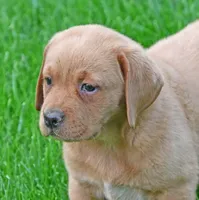 Fox red female 902, a female Labrador Retriever for sale in Columbia Station, OH – 5 of 10