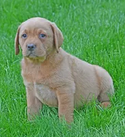 Fox red female 902, a female Labrador Retriever for sale in Columbia Station, OH – 3 of 10