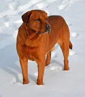 Bo, a male Labrador Retriever for sale in Columbia Station, OH – Photo 9 of 9
