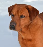Bo, a male Labrador Retriever for sale in Columbia Station, OH – Photo 6 of 9