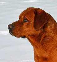 Bo, a male Labrador Retriever for sale in Columbia Station, OH – Photo 1 of 9