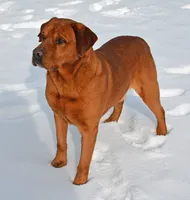Bo, a male Labrador Retriever for sale in Columbia Station, OH – Photo 4 of 9