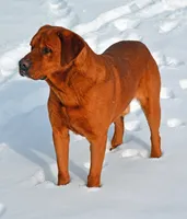 Bo, a male Labrador Retriever for sale in Columbia Station, OH – Photo 7 of 9