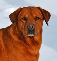 Bo, a male Labrador Retriever for sale in Columbia Station, OH – Photo 5 of 9