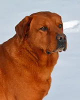 Bo, a male Labrador Retriever for sale in Columbia Station, OH – Photo 8 of 9