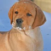 Fox red male, a male Labrador Retriever for sale in Columbia Station, OH – Photo 4 of 10