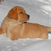 Fox red male, a male Labrador Retriever for sale in Columbia Station, OH – Photo 6 of 10