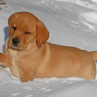Fox red male, a male Labrador Retriever for sale in Columbia Station, OH – Photo 7 of 10