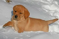 Fox red male, a male Labrador Retriever for sale in Columbia Station, OH – Photo 7 of 10